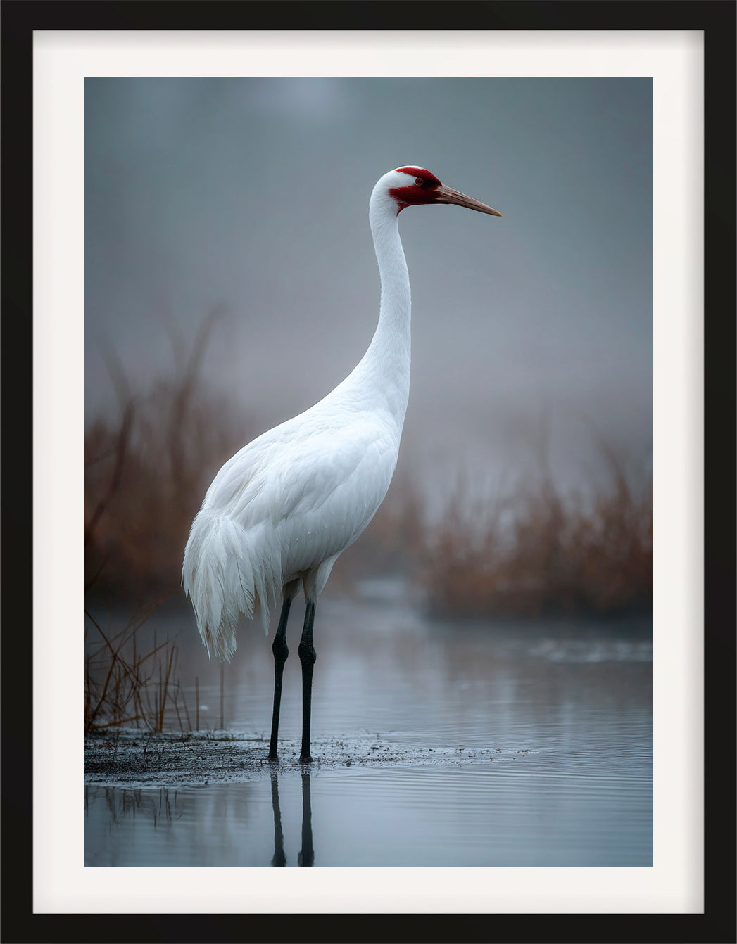 Great White Heron in Winter Light