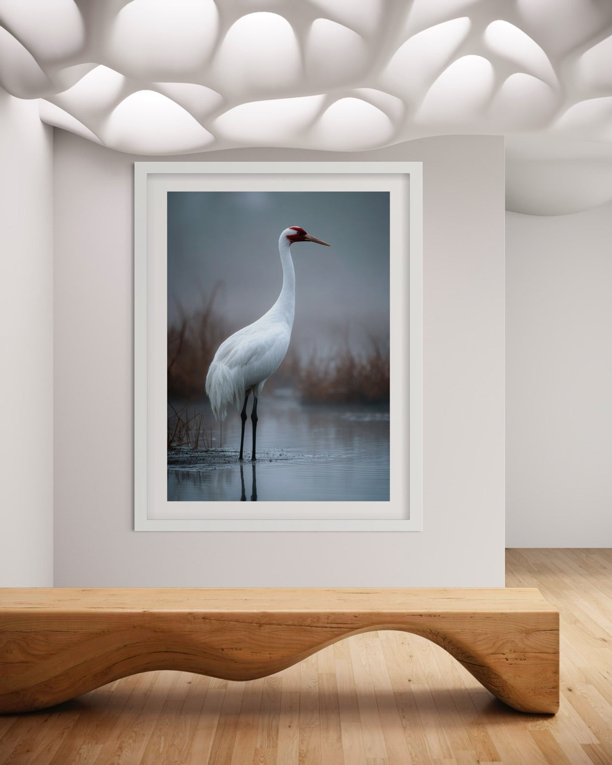 Great White Heron in Winter Light