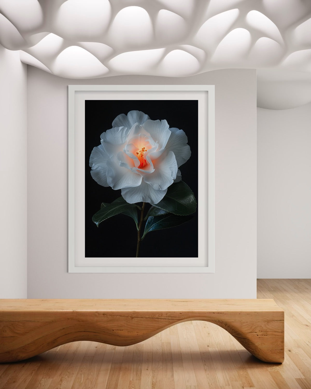 White camellia flower with glowing orange centre on dark background fine art print