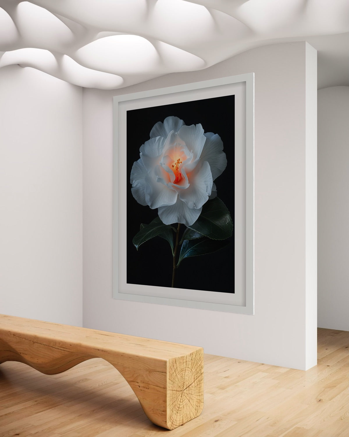 White camellia flower with glowing orange centre on dark background fine art print