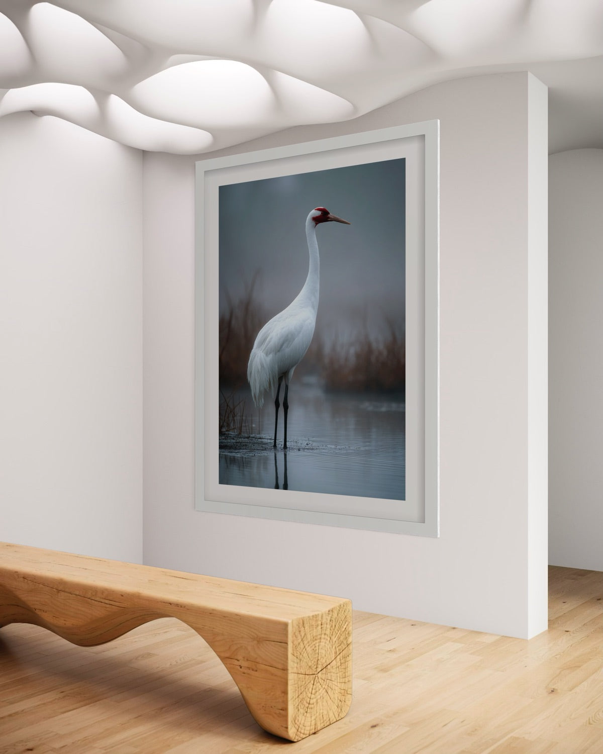 Great White Heron in Winter Light
