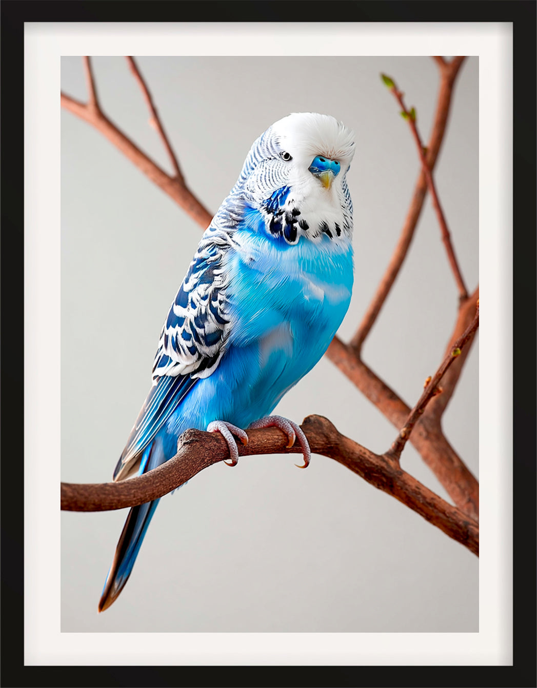 Terry the Budgerigar
