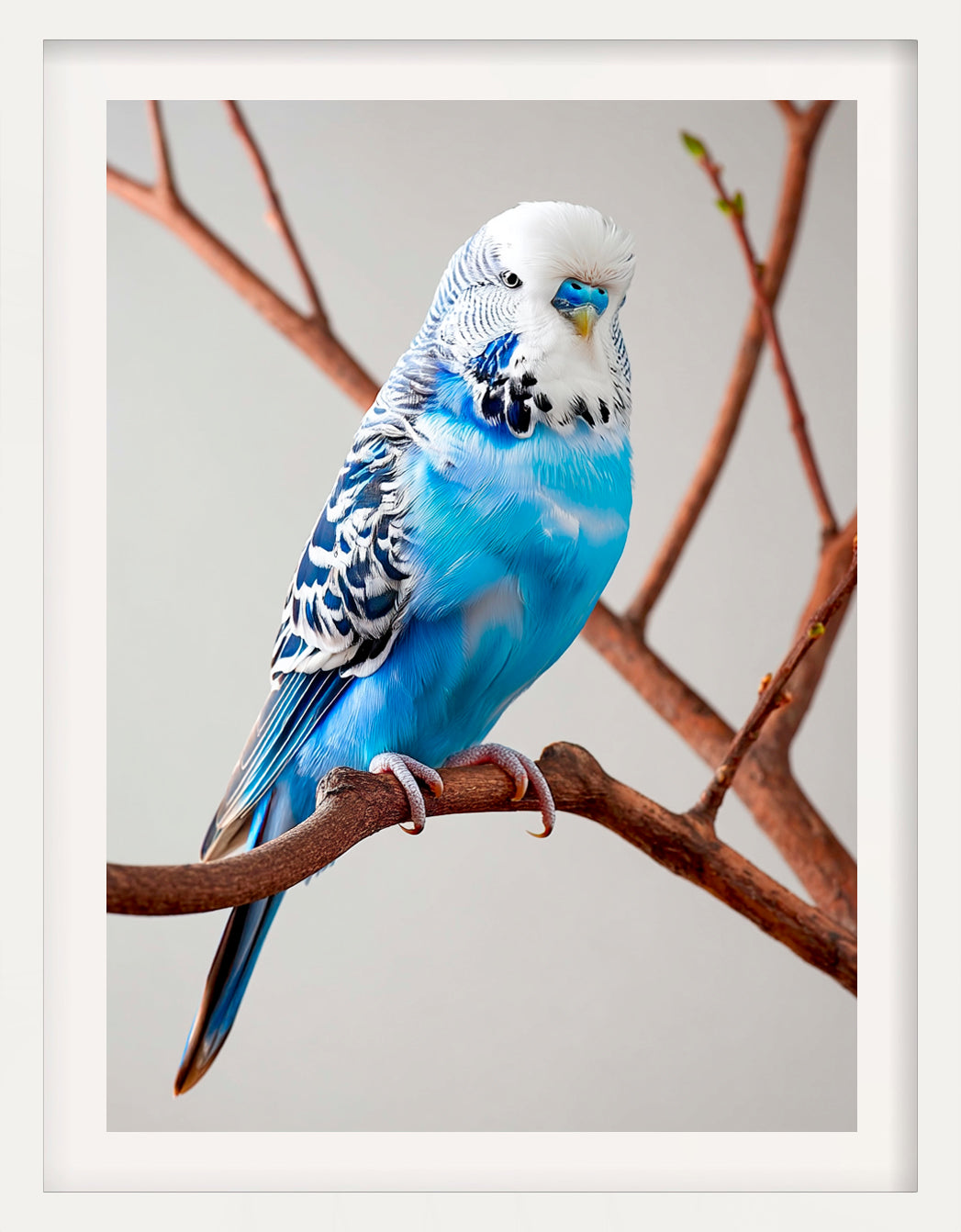 Terry the Budgerigar