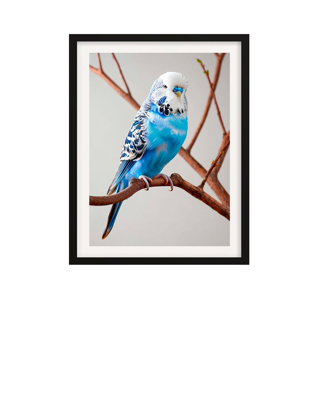Framed picture of a blue budgerigar on a branch against a gray background