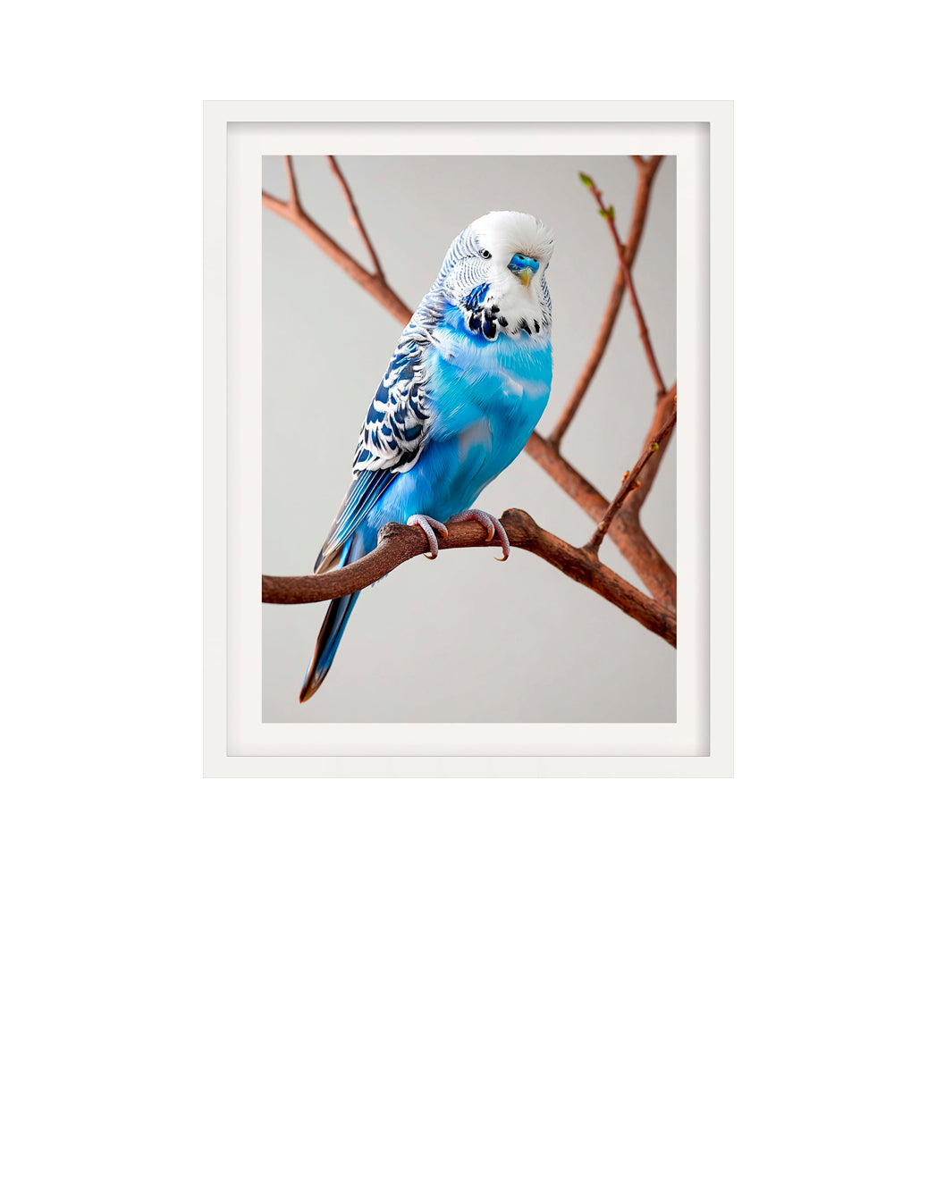Framed picture of a blue budgerigar on a branch against a gray background