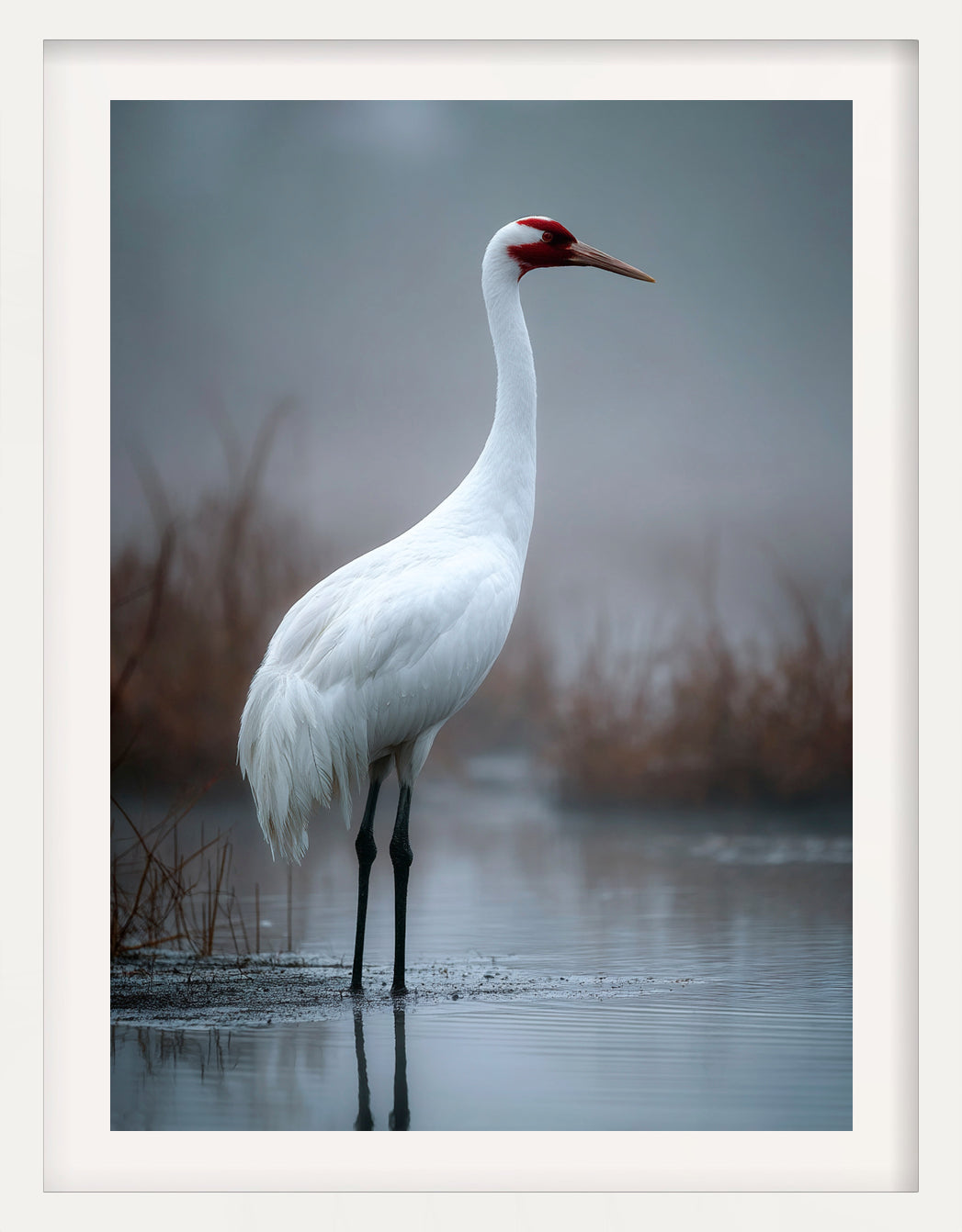 Great White Heron in Winter Light